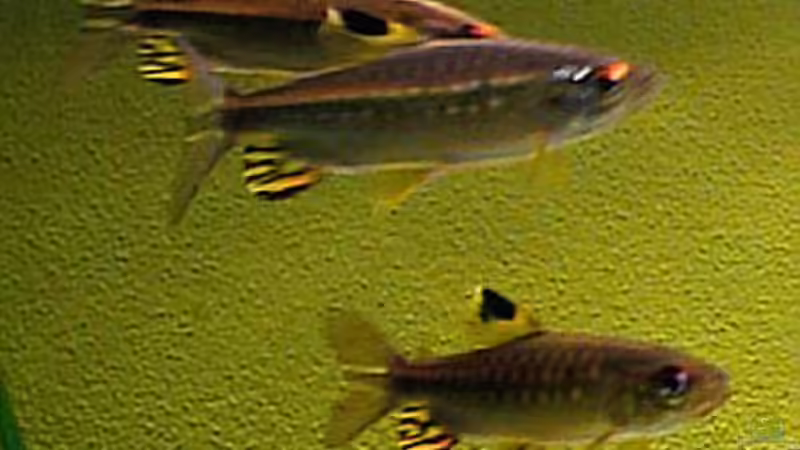 Besatz im Aquarium Becken 31 von Stephan Loibl (3)