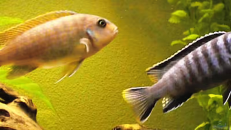 Besatz im Aquarium Becken 31 von Stephan Loibl (4)