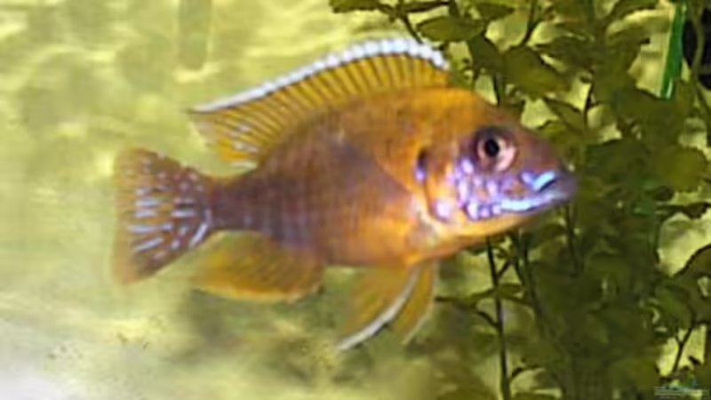 Besatz im Aquarium Becken 31 von Stephan Loibl (5)