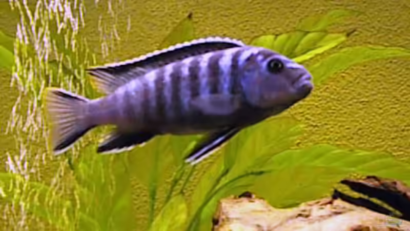 Besatz im Aquarium Becken 31 von Stephan Loibl (6)