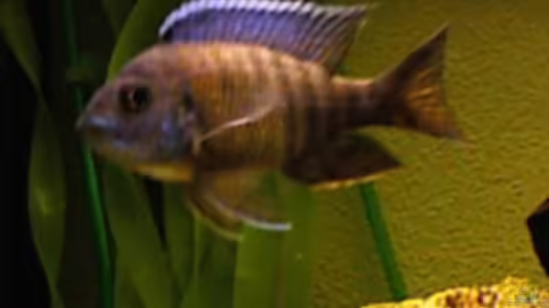 Besatz im Aquarium Becken 31 von Stephan Loibl (8)