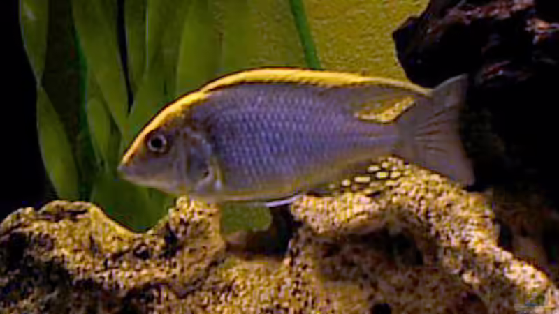 Besatz im Aquarium Becken 31 von Stephan Loibl (9)