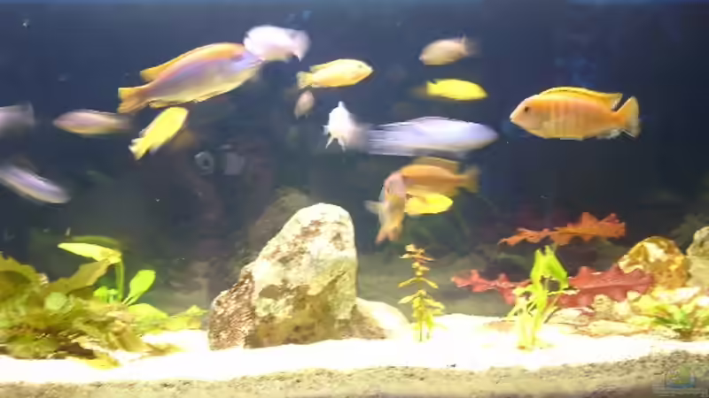 Besatz im Aquarium Becken 310 von Marion Kohl (6)