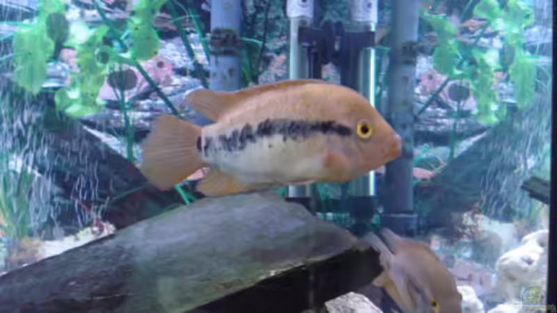 Besatz im Aquarium Becken 3101 von Ralf Schaible (7)