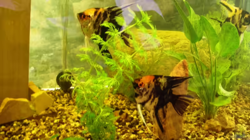 Besatz im Aquarium Becken 3106 von Gerhard Schwab (10)