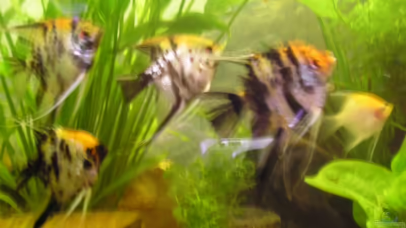 Besatz im Aquarium Becken 3106 von Gerhard Schwab (11)
