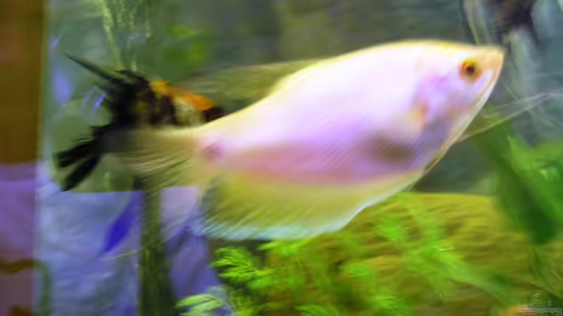 Besatz im Aquarium Becken 3106 von Gerhard Schwab (8)