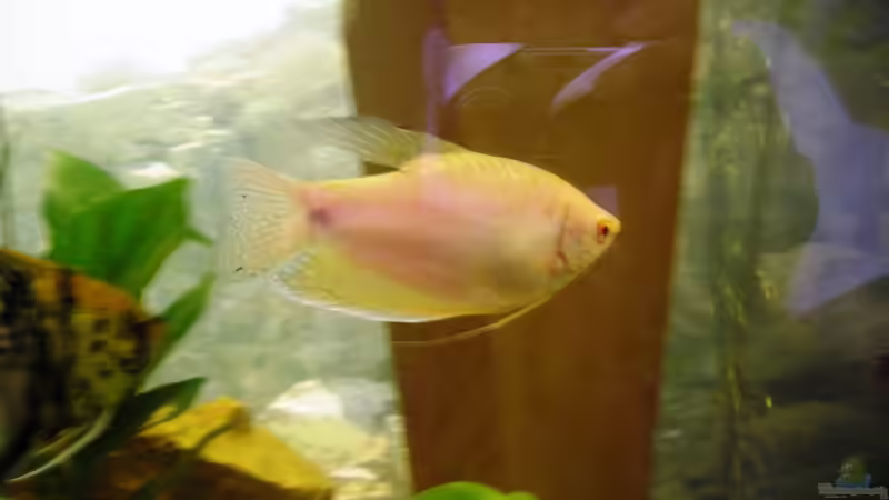 Besatz im Aquarium Becken 3106 von Gerhard Schwab (9)