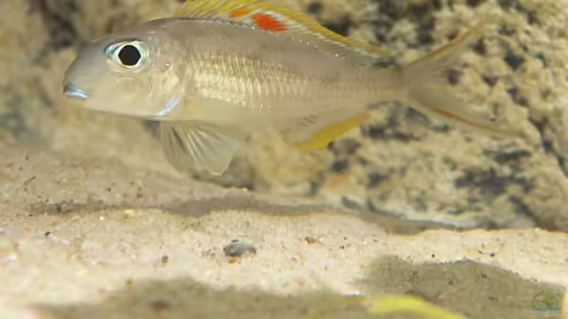 Besatz im Aquarium Becken 31060 von tattooindi (24)