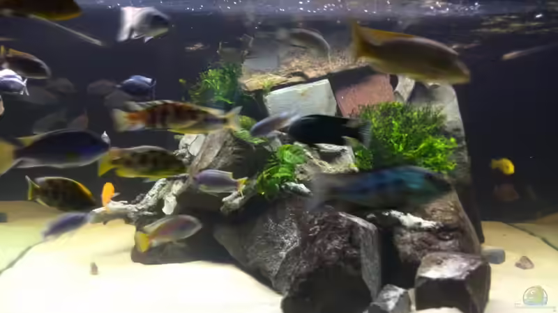 Besatz im Aquarium Becken 31073 von Frank Lefers (4)