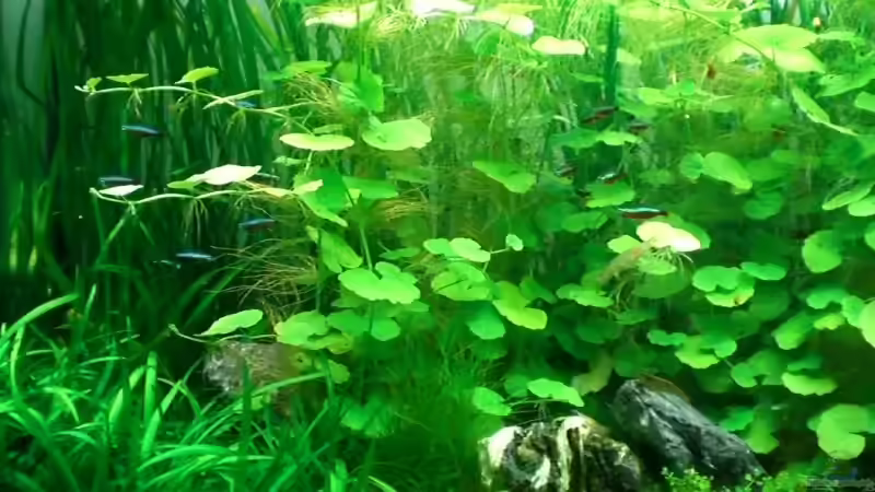 Besatz im Aquarium Becken 3108 von HerrVorragend (6)