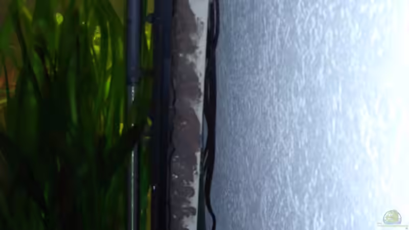 Besatz im Aquarium Becken 3108 von HerrVorragend (9)