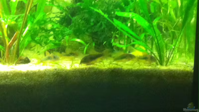 Besatz im Aquarium Becken 31091 von Nat (5)