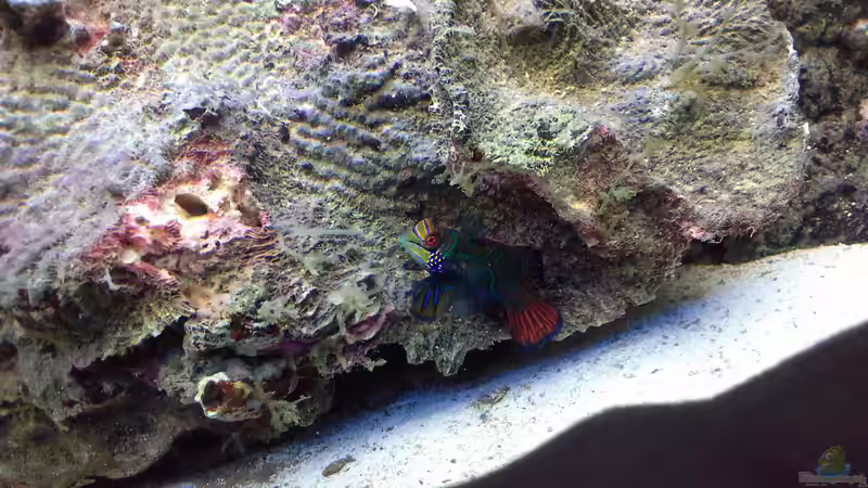 Besatz im Aquarium Becken 31101 von Christian Bayerl (29)