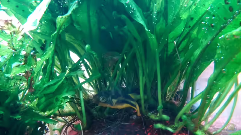 Besatz im Aquarium Becken 31104 von NickHo (5)