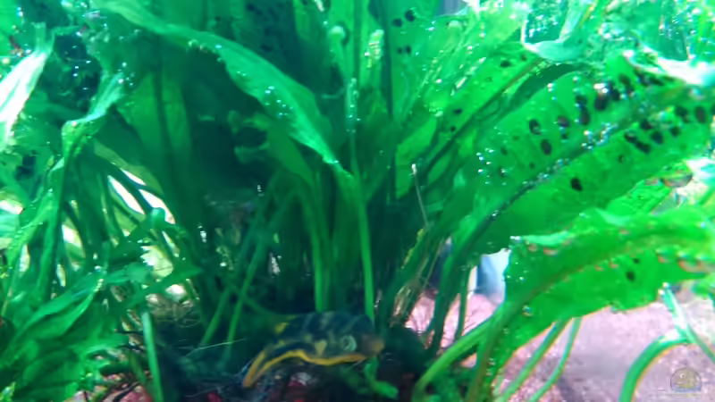 Besatz im Aquarium Becken 31104 von NickHo (6)