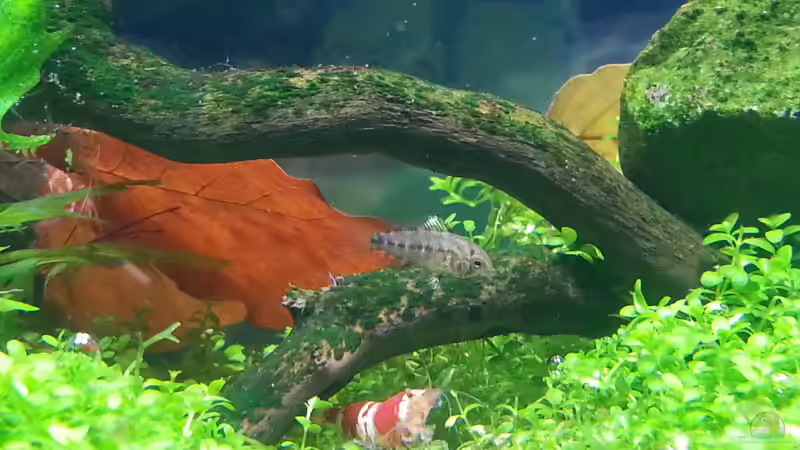 Besatz im Aquarium Becken 31169 von SK Aquarienleben (13)