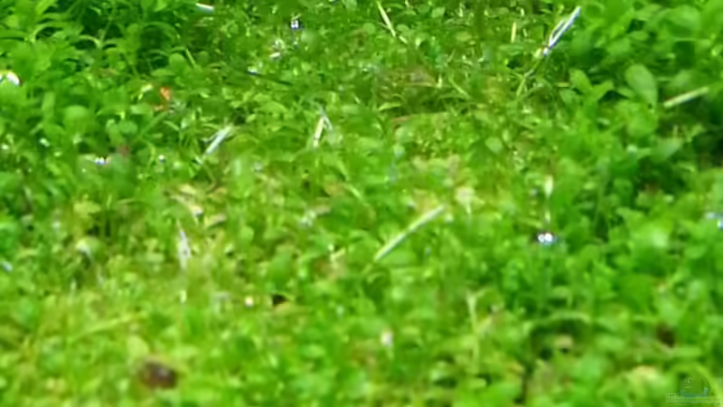 Besatz im Aquarium Becken 31169 von SK Aquarienleben (14)