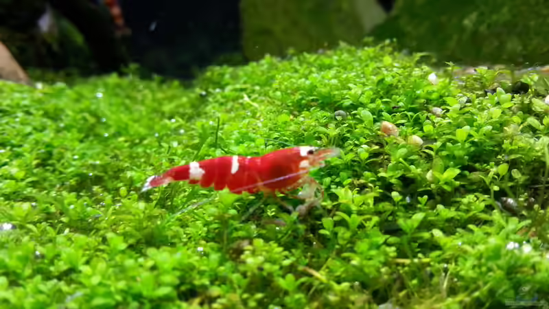 Besatz im Aquarium Becken 31169 von SK Aquarienleben (15)