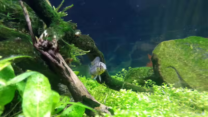 Besatz im Aquarium Becken 31169 von SK Aquarienleben (16)