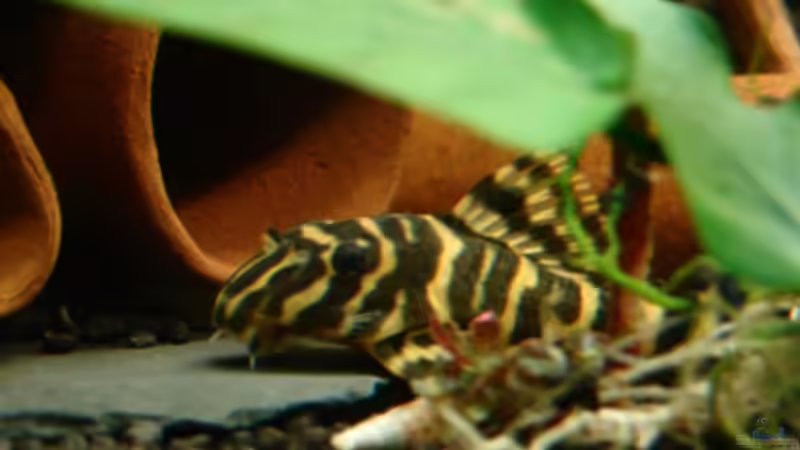 Besatz im Aquarium Becken 3121 von Oxid81 (13)