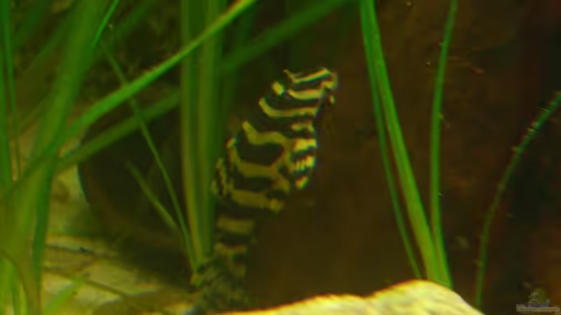 Besatz im Aquarium Becken 3121 von Oxid81 (14)