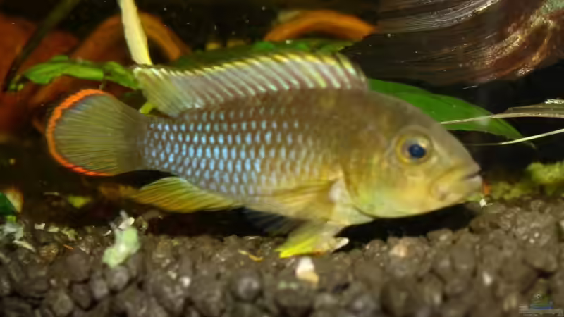 Besatz im Aquarium Becken 3121 von Oxid81 (15)