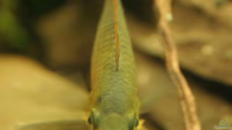 Besatz im Aquarium Becken 3121 von Oxid81 (16)