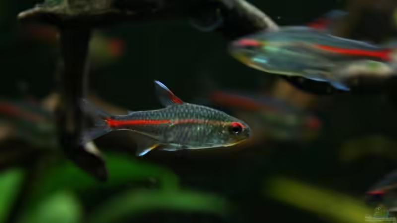 Besatz im Aquarium Becken 3121 von Oxid81 (17)