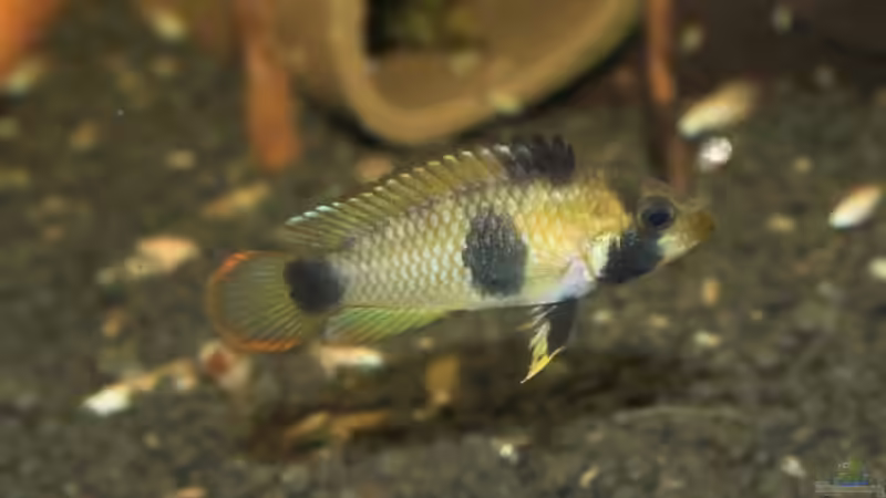 Besatz im Aquarium Becken 3121 von Oxid81 (21)