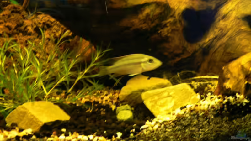 Besatz im Aquarium Becken 3127 von René Leubecher (20)