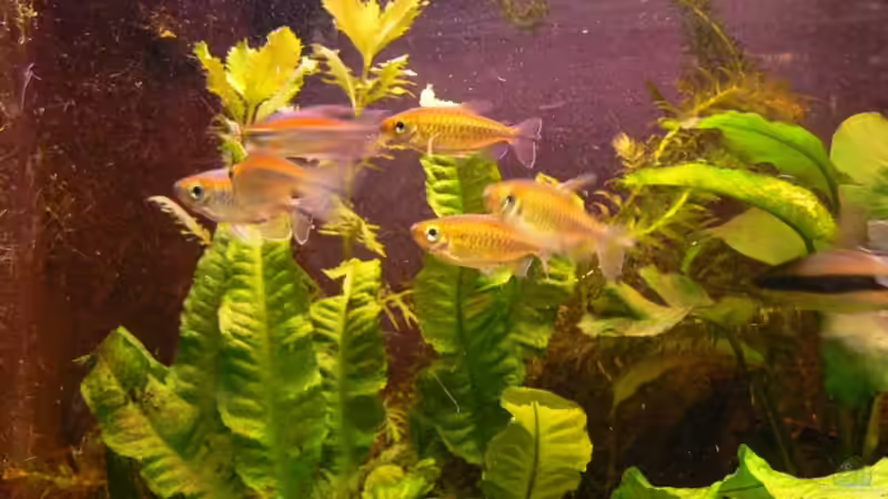 Besatz im Aquarium Becken 3127 von René Leubecher (21)