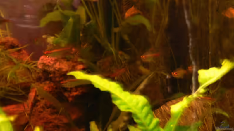 Besatz im Aquarium Becken 3127 von René Leubecher (22)