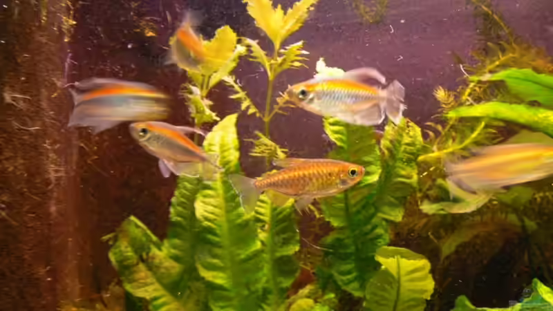 Besatz im Aquarium Becken 3127 von René Leubecher (23)