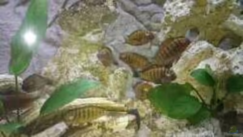 Besatz im Aquarium Becken 31313 von Michael Lüdicke (10)