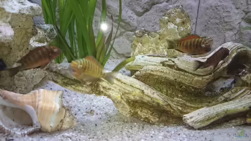 Besatz im Aquarium Becken 31313 von Michael Lüdicke (9)