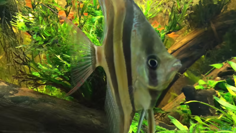 Besatz im Aquarium Becken 31356 von Insulaner (16)