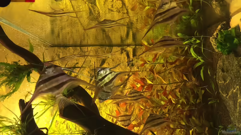 Besatz im Aquarium Becken 31356 von Insulaner (20)