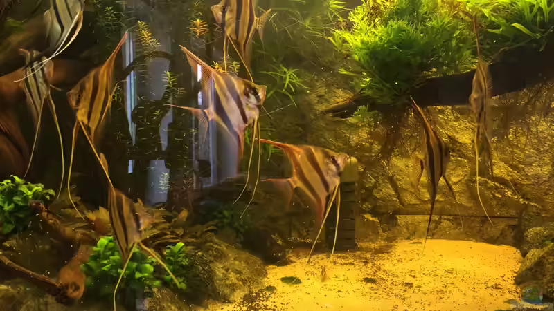 Besatz im Aquarium Becken 31356 von Insulaner (21)