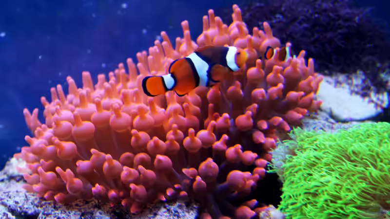 Besatz im Aquarium Becken 31412 von die Perle... (51)