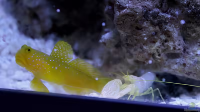 Besatz im Aquarium Becken 31412 von die Perle... (54)