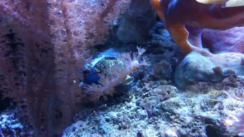 Besatz im Aquarium Becken 31412 von die Perle... (55)