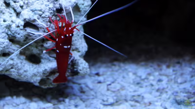 Besatz im Aquarium Becken 31412 von die Perle... (57)