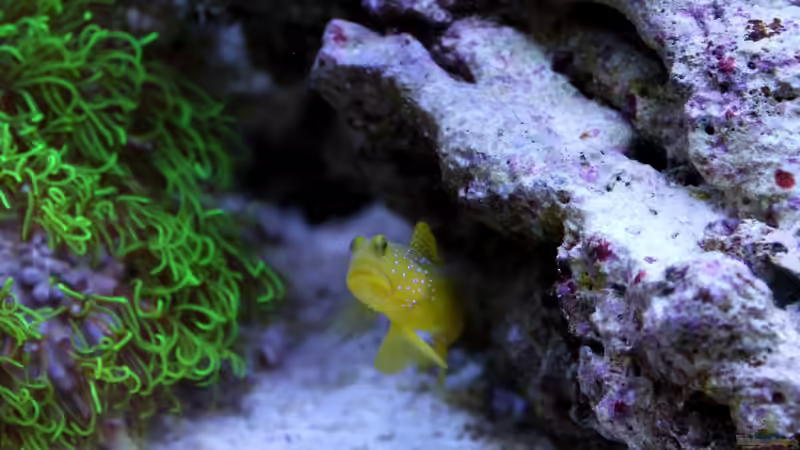 Besatz im Aquarium Becken 31412 von die Perle... (58)