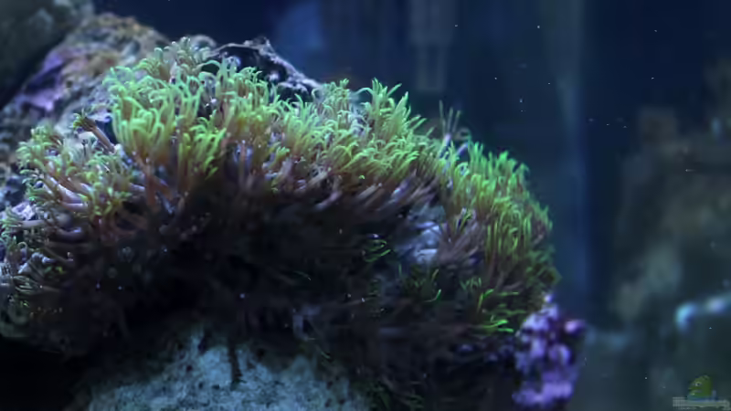 Besatz im Aquarium Becken 31417 von die Perle... (10)