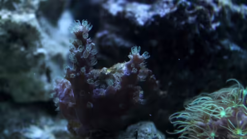 Besatz im Aquarium Becken 31417 von die Perle... (11)