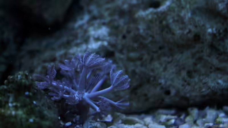 Besatz im Aquarium Becken 31417 von die Perle... (12)