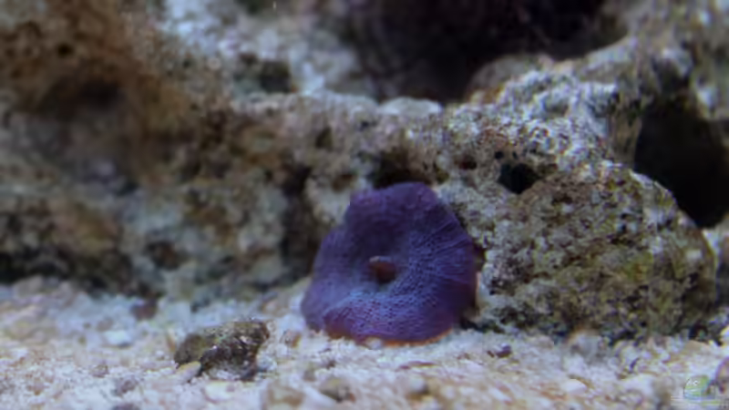 Besatz im Aquarium Becken 31417 von die Perle... (8)