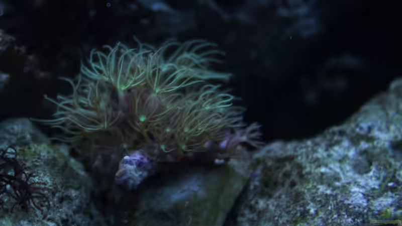 Besatz im Aquarium Becken 31417 von die Perle... (9)