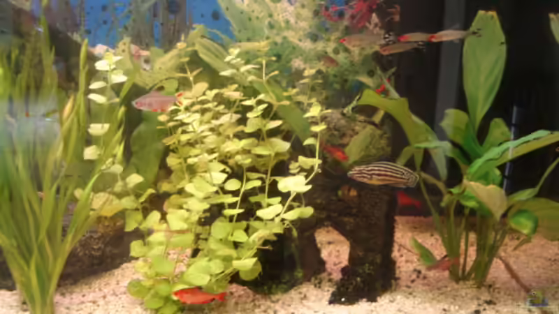 Besatz im Aquarium Becken 3145 von Marco Heinisch (4)